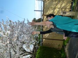 桜がキレイです