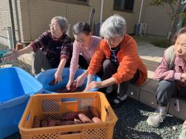 私たち芋を洗います